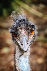 Close-up portrait of ostrich