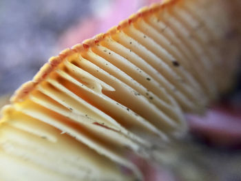 Close-up of cupcakes