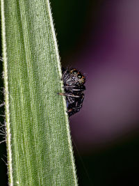 Close-up of insect on leaf