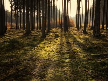 Pine trees in forest