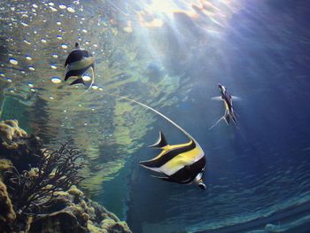 View of fish swimming in sea