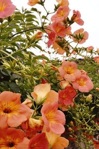 Close-up of pink flowers blooming outdoors