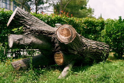 View of tree trunk in field