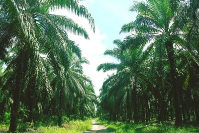 Panoramic view of palm trees against sky