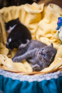 Kittens resting in basket