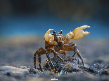 Close-up of insect on beach