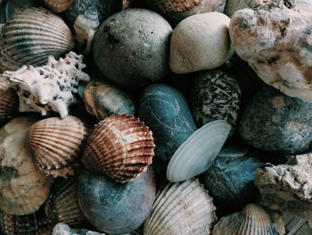 Directly above shot of seashells and stones at beach