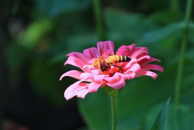 Close-up of pink cosmos flower