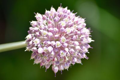 Close-up of pink flowers