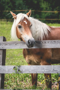 Horse standing by wooden fence on field