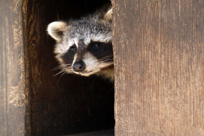 Raccoon peeping from wooden structure
