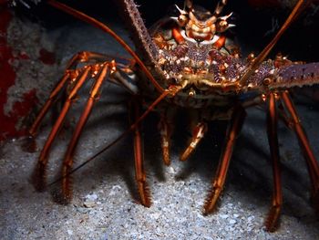 Close-up of insect on sea