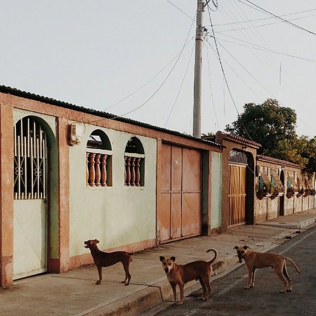 animal themes, domestic animals, building exterior, one animal, architecture, built structure, mammal, pets, clear sky, dog, street, two animals, house, outdoors, residential structure, day, full length, side view, walking, residential building