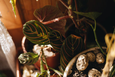 Close-up of mushrooms