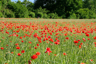 Close-up of red poppy flowers on field