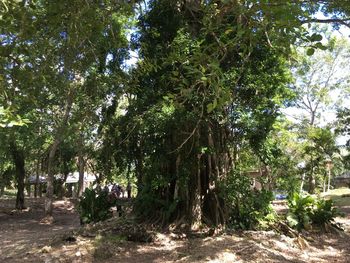 Trees in forest