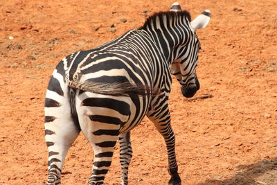 Zebra standing on ground