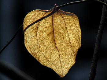 Close-up of dry leaf