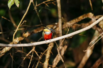 Close-up of bird perching on branch