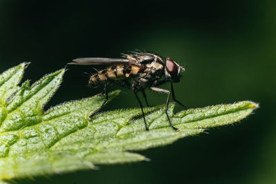 Close-up profile of a fly on the edge of a leaf