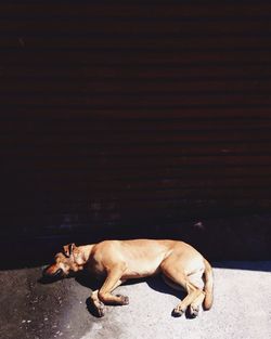 Dog relaxing outdoors
