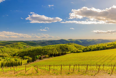 Scenic view of agricultural field against sky