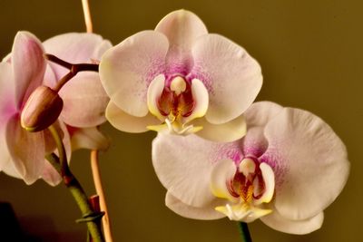 Close-up of pink orchid flowers