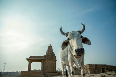 Low angle view of a horse