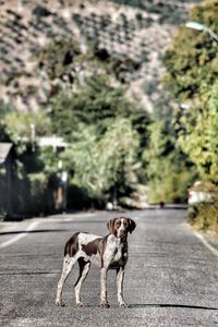 Dog on the road