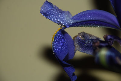 Close up of blue butterfly