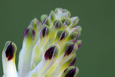 Macro shot of flower against green background
