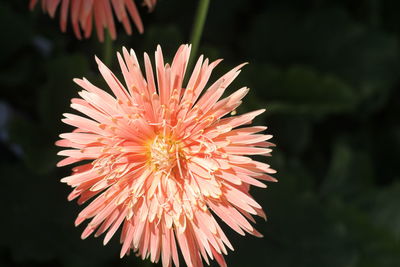 Close-up of orange flower