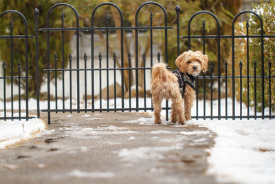 Portrait of a dog on metal gate