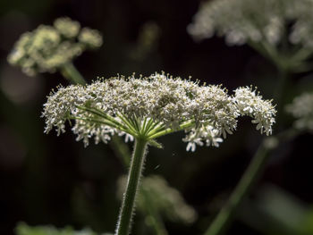 White flowers 