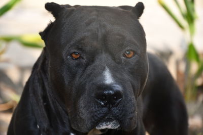 Close-up portrait of black dog