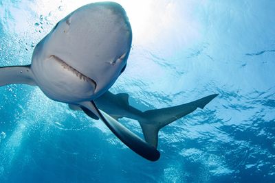 Low angle view of shark swimming in sea