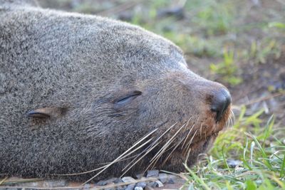 Close-up of an animal