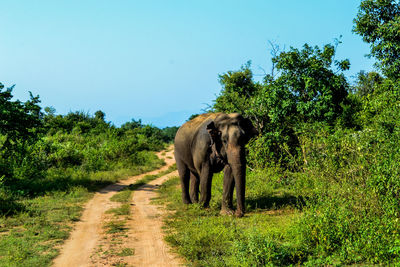 View of elephant walking on road