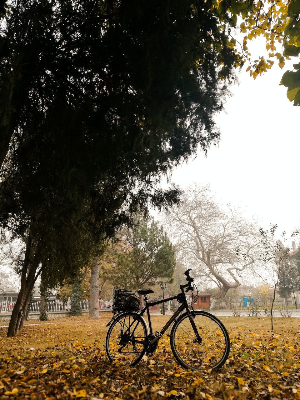 tree, plant, transportation, bicycle, autumn, morning, nature, mode of transportation, sunlight, land vehicle, leaf, plant part, rural area, day, land, outdoors, vehicle, park, beauty in nature, no people, field, sky, cycling, activity, sports, travel, park - man made space, tree trunk, tranquility, branch, growth, city, soil, trunk