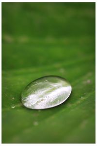Extreme close up of water drops on leaf