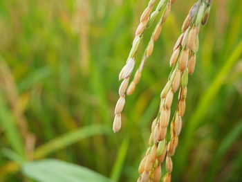 Close-up of wheat growing on field