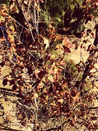 Dry leaves on tree in forest