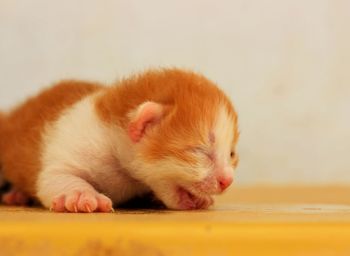 Close-up of cat sleeping on floor