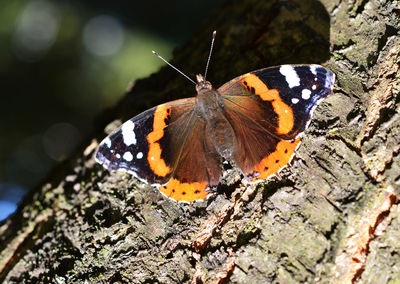 Close-up of butterfly on tree trunk