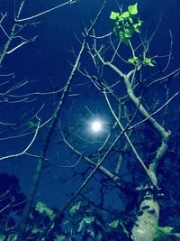 Low angle view of illuminated tree against sky at night