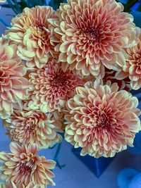 High angle view of pink flowering plant