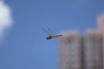 Low angle view of helicopter flying against clear blue sky