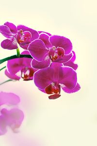 Close-up of pink orchid against sky