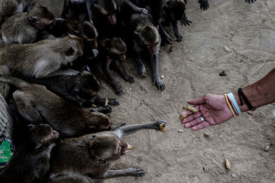 Cropped hand of man feeding peanuts to monkeys on ground