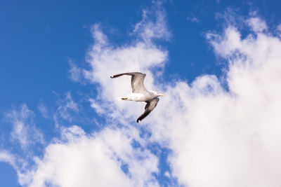 Low angle view of bird flying against sky